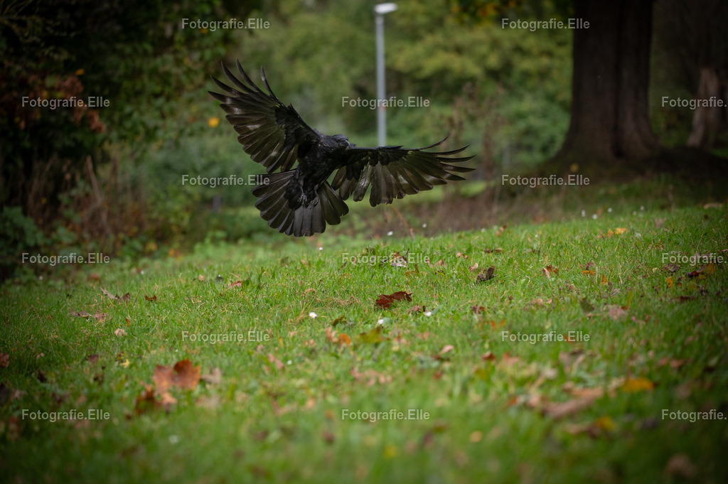 Z62_8835 | Fotografie Elle - Realisiert mit Pictrs.com