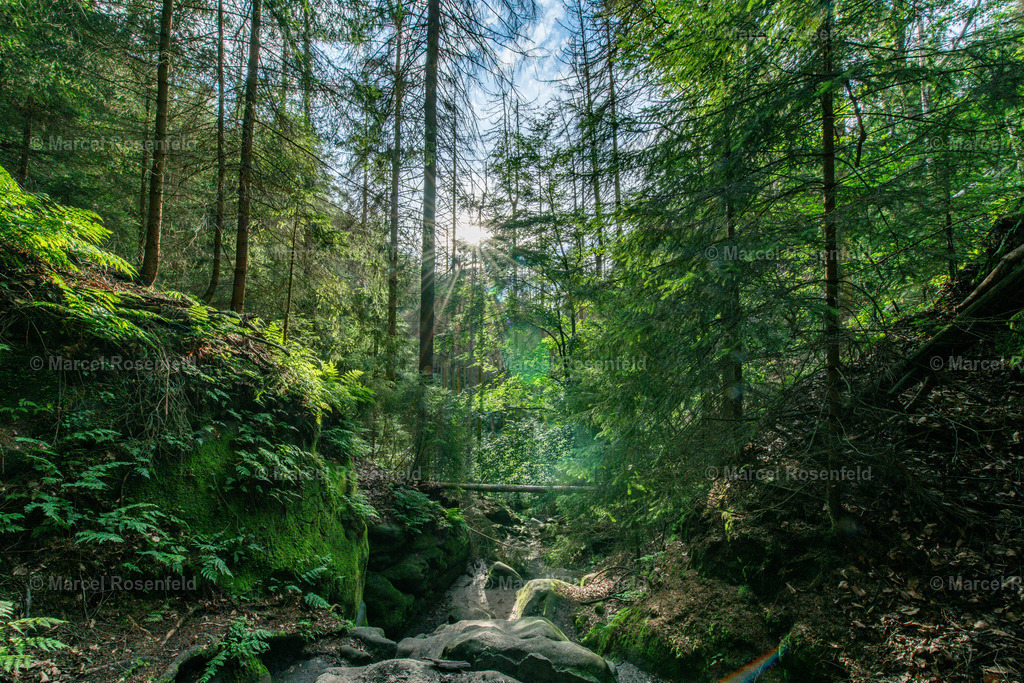 _DSC7399 | foto-rosenfeld