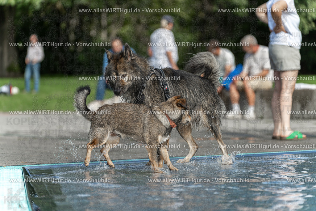 Hundeschwimmen_Volksbad_2026-allesWIRTHgut_Tierfotografie-2609061531-7R501597 | Professionelle Tierfotografie in Mönchengladbach von Daniel Wirth (allesWIRTHgut). Liebevolle & natürliche Bilder von Hunden & Katzen für unvergessliche Erinnerungen.