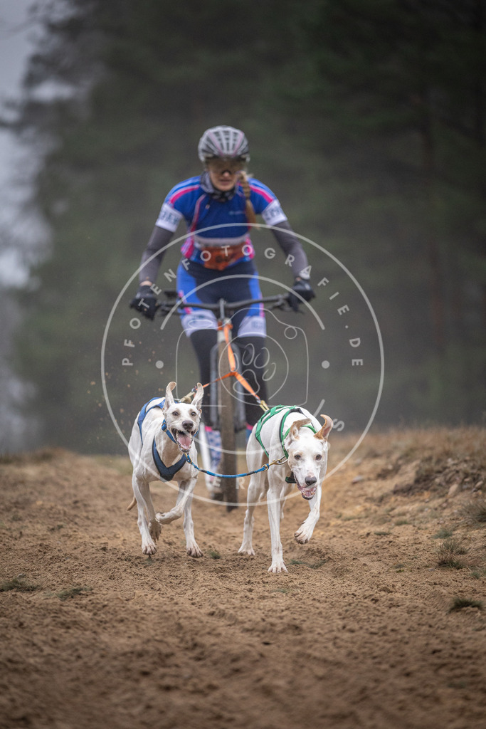 Pfotenfotografie_DV3A0899 | Hundefotografie, Tierfotograf, Pfotenfotografie, Fotoshooting Hund, Hunde Portrait, Hundesport, Hundeportraits, Heideshooting, Hunde, Sportfotograf, Hundefotograf, Turnierhundsport, THS,  - Realisiert mit Pictrs.com
