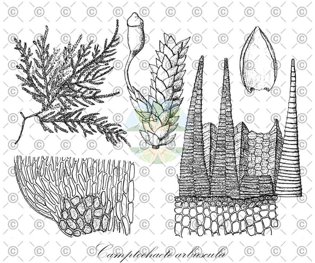 HistAbb_wfo-0001178240_1_ENZY_Simple | Historische Abbildung von Camptochaete arbuscula - Lembophyllaceae | Historical Illustration of Camptochaete arbuscula - Lembophyllaceae
