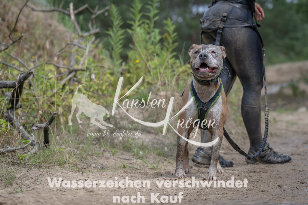 1238_ZZ92892 | kk-dogfotos