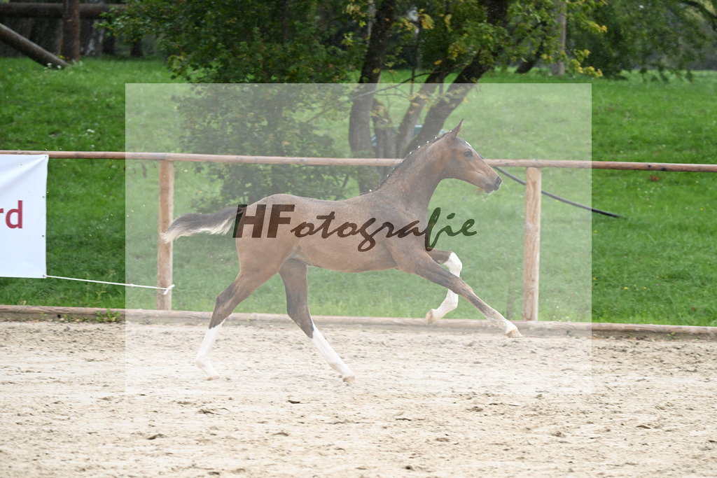 Kat-Nr. 25 SF Va Pensiero_Mayr_25230203 | hf-fotografie - Realisiert mit Pictrs.com