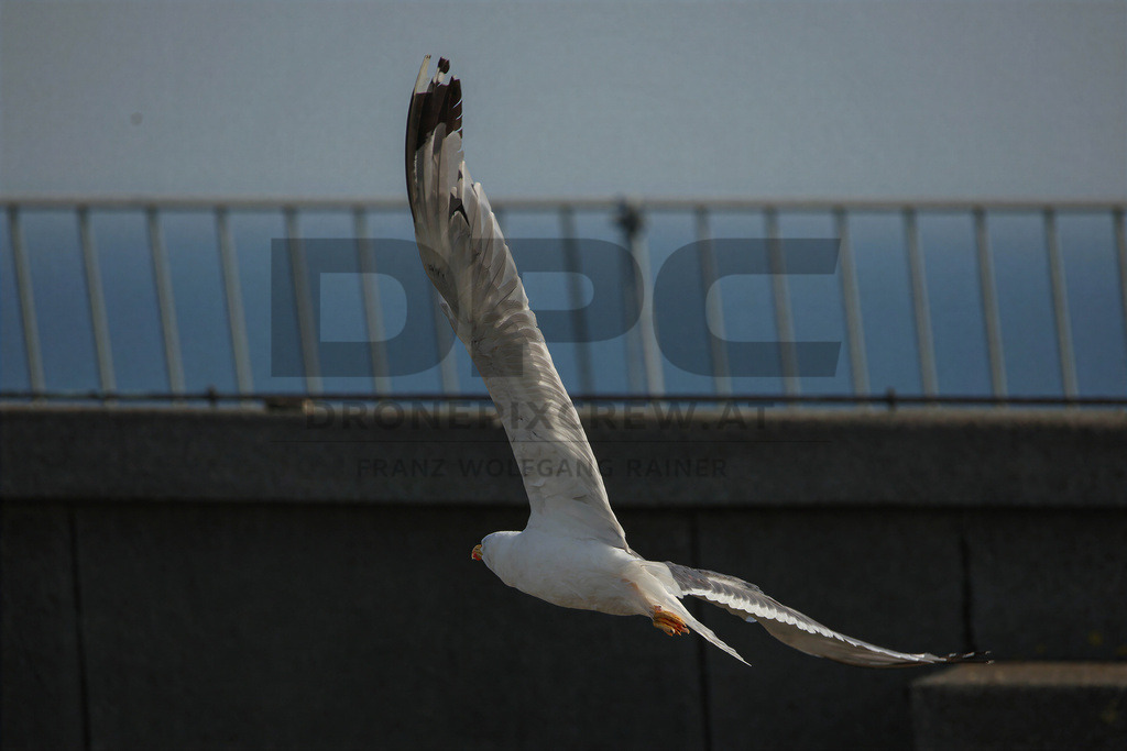 Yellow-legged Gull (Larus michahellis) | Yellow-legged Gull (Larus michahellis), a large gull species commonly found along Mediterranean coasts, rocky shorelines, harbours and coastal areas. - Realisiert mit Pictrs.com