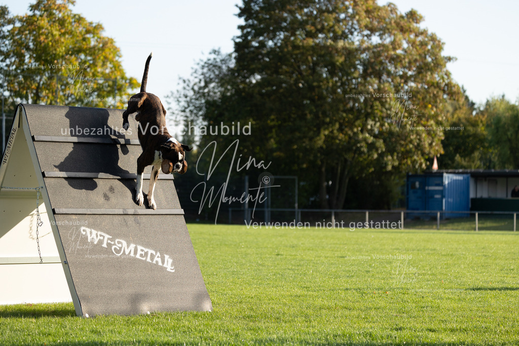 _16A6137 | Einzigartige Fotos von Hunden & Menschen –Actionfotos, Portraits, Vereinsaufnahmen & Paarshootings – authentisch, lebendig & mit Herz.