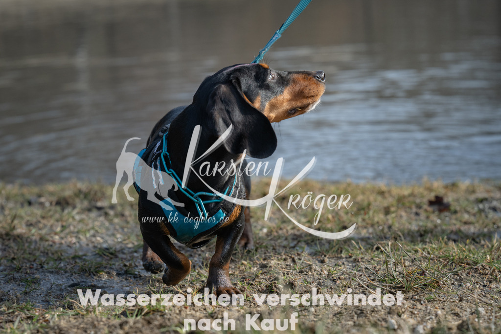 1228_ZZ99878 | kk-dogfotos