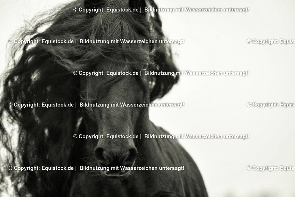 20150217_TOMsPiC_0003 | equistock