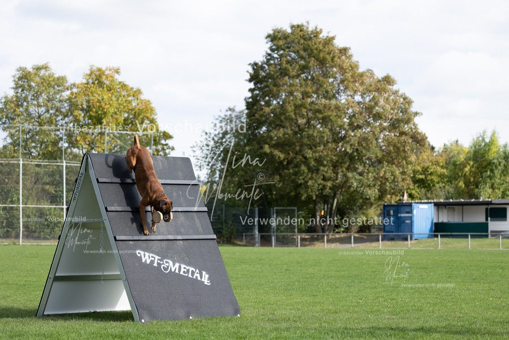 _16A6625 | Einzigartige Fotos von Hunden & Menschen –Actionfotos, Portraits, Vereinsaufnahmen & Paarshootings – authentisch, lebendig & mit Herz.