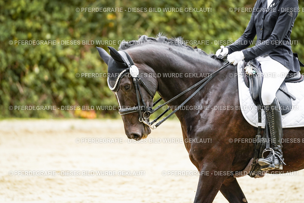 DSC03956 | Pferdegrafie