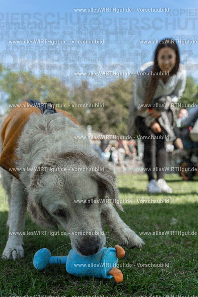 Hundeschwimmen_Volksbad_2026-allesWIRTHgut_Tierfotografie-2609061336-7R500855 | Professionelle Tierfotografie in Mönchengladbach von Daniel Wirth (allesWIRTHgut). Liebevolle & natürliche Bilder von Hunden & Katzen für unvergessliche Erinnerungen.