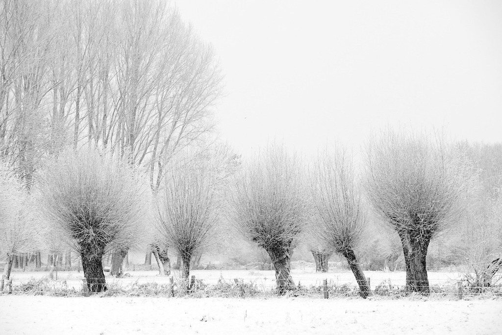 101217-030 | Europa, DEU, Deutschland, Nordrhein Westfalen, NRW, Rheinland, Niederrhein, Krefeld, Naturschutzgebiet Huelser Bruch, Winter, Schnee, Baeume, Kopfweiden, Kategorien und Themen, Natur, Umwelt, Landschaft, Jahreszeiten, Stimmungen, Landschaftsfotografie, Landschaften, Landschaftsphoto, Landschaftsphotographie, Naturschutz, Naturschutzgebiete, Landschaftsschutz, Biotop, Biotope, Landschaftsschutzgebiete, Landschaftsschutzgebiet, Oekologie, Oekologisch, Typisch, Landschaftstypisch, Landschaftspflege

[Fuer die Nutzung gelten die jeweils gueltigen Allgemeinen Liefer-und Geschaeftsbedingungen. Nutzung nur gegen Verwendungsmeldung und Nachweis. Download der AGB unter http://www.image-box.com oder werden auf Anfrage zugesendet. Freigabe ist vorher erforderlich. Jede Nutzung des Fotos ist honorarpflichtig gemaess derzeit gueltiger MFM Liste - Kontakt, Uwe Schmid-Fotografie, Duisburg, Tel. (+49).2065.677997, 
archiv@image-box.com, www.image-box.com] - Realisiert mit Pictrs.com