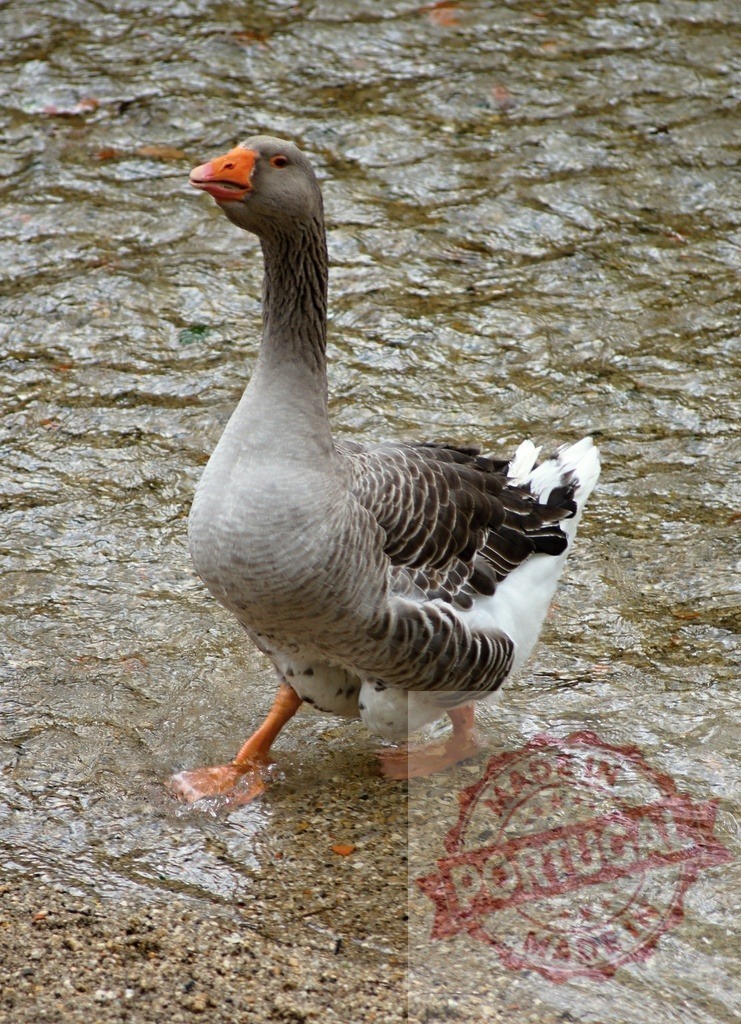Goose wading in shallow stream water | Goose walking through a shallow stream with visible orange beak and webbed feet - Realisiert mit Pictrs.com
