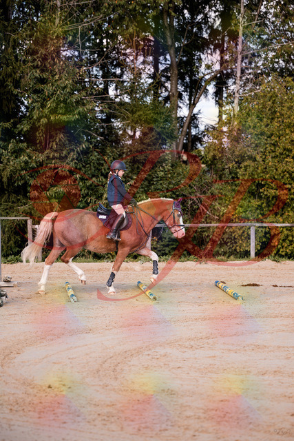 2026_10_03_Siefer-Hof_144417_Z81_17833860 | Professionelle Reitsport-, Turnier- und Eventfotografie von Robert Broda. Galerien mit ausgewählten und bearbeiteten Bildern direkt online ansehen und bestellen.