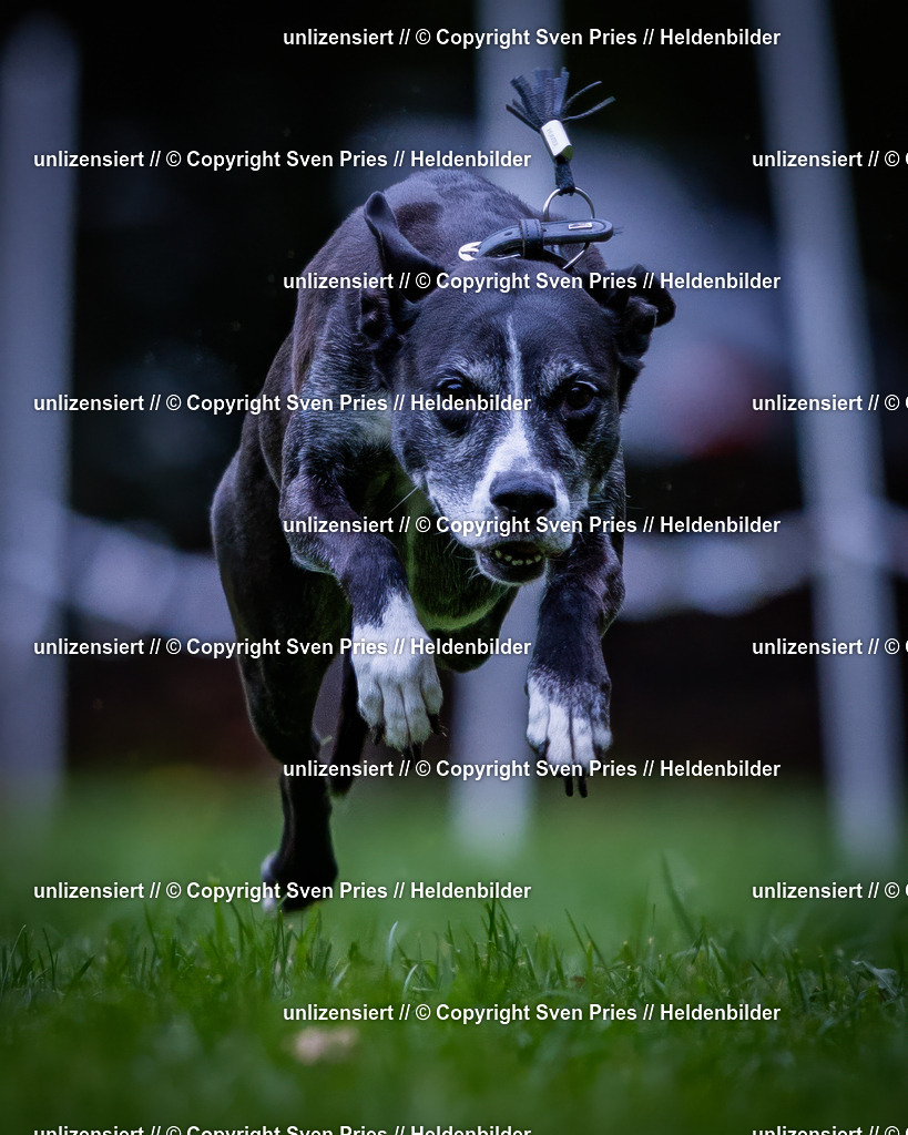 Sven Pries | 2024-10-19 - Hunderennen Ober-Grombach - Realisiert mit Pictrs.com