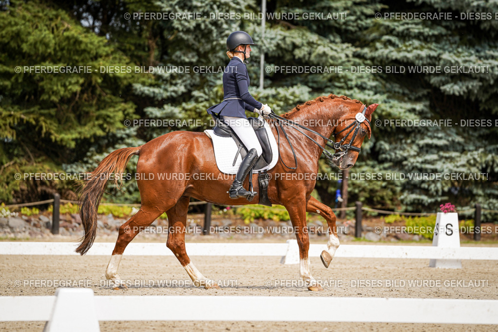 DSC04911 | Pferdegrafie