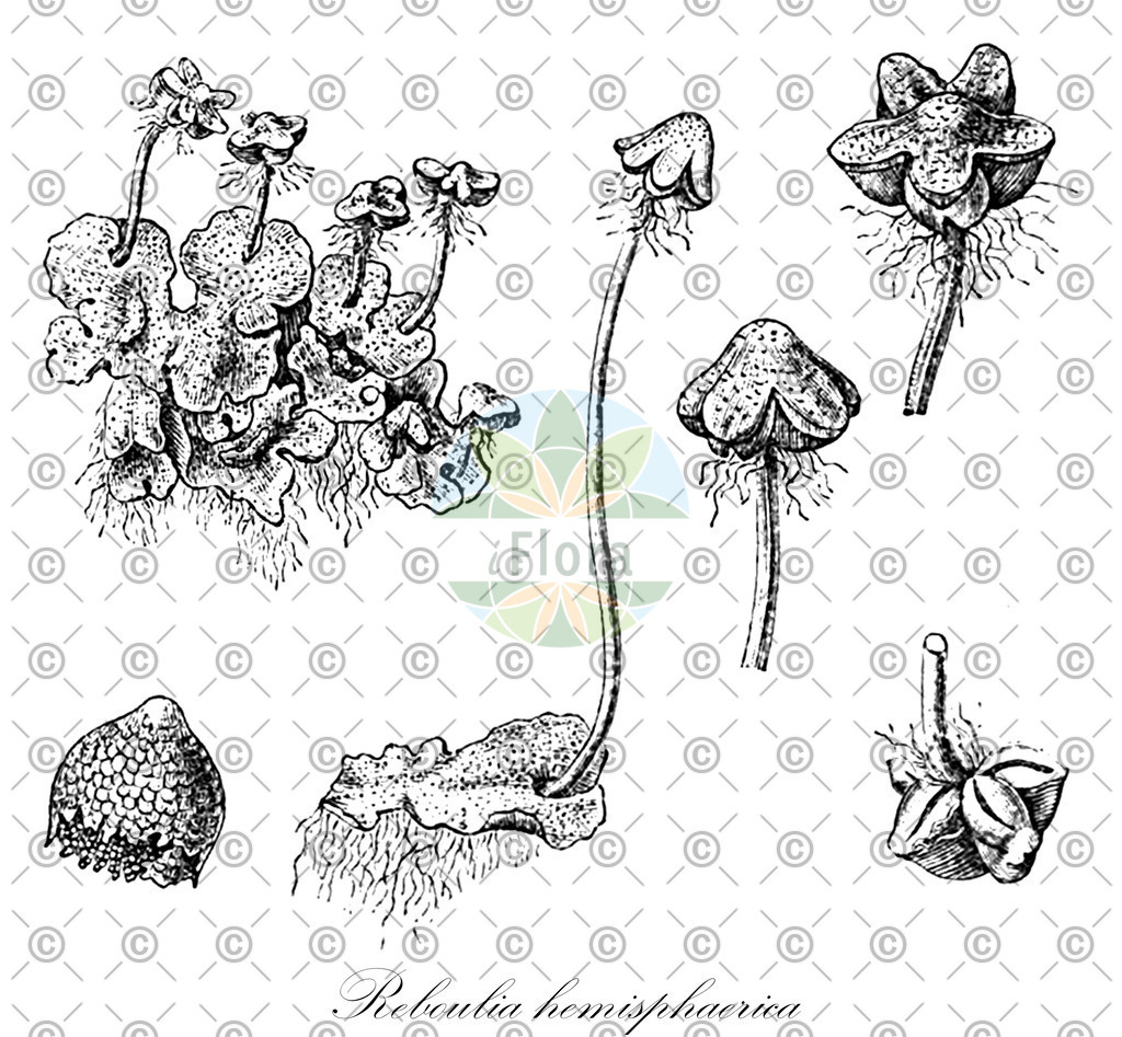 HistAbb_wfo-0001198412_3_ENZY_Simple | Historische Abbildung von Reboulia hemisphaerica - Aytoniaceae | Historical Illustration of Reboulia hemisphaerica - Aytoniaceae