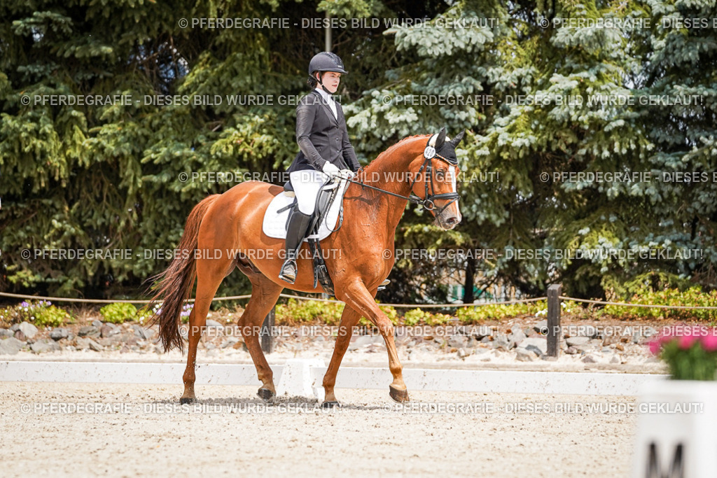 DSC03368 | Pferdegrafie