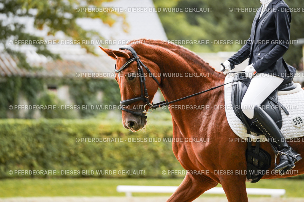 DSC07524 | Pferdegrafie