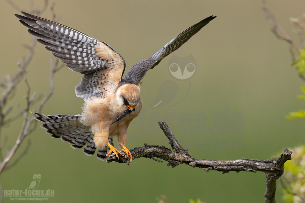 R5M26691_20260517 | Ein weiblicher Rotfußfalke (Falco vespertinus) ist im Flugmoment auf einem kahlen Ast zu sehen, die Flügel ausgebreitet und leicht nach oben gerichtet. Er hält ein dunkles Insekt fest in seinem Schnabel, während er sich auf dem Ast niederlässt oder gerade abhebt. Sein Gefieder zeigt eine Mischung aus warmen Orangetönen am Bauch und Kopf, grauen Flügeln mit weißen Flecken und einem schwarz-weiß gemusterten Schwanz. Der Hintergrund ist unscharf und in einem sanften Grün gehalten, mit einigen weiteren Ästen und Blättern im Vordergrund. - Realisiert mit Pictrs.com