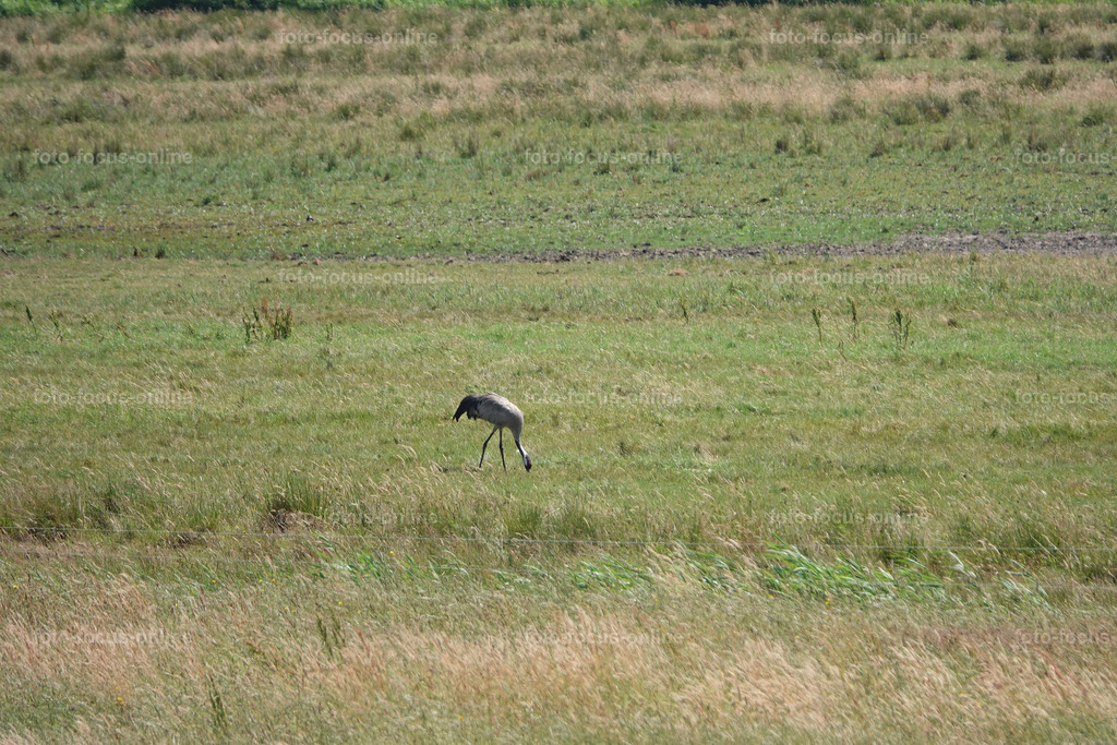 Prerow Bodden Landscape | foto-focus-online