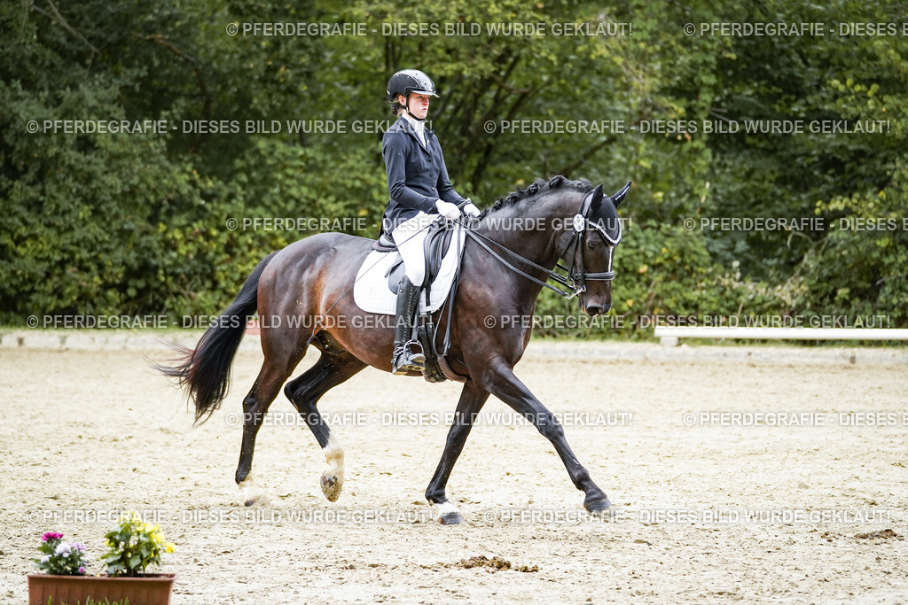 DSC01251 | Pferdegrafie