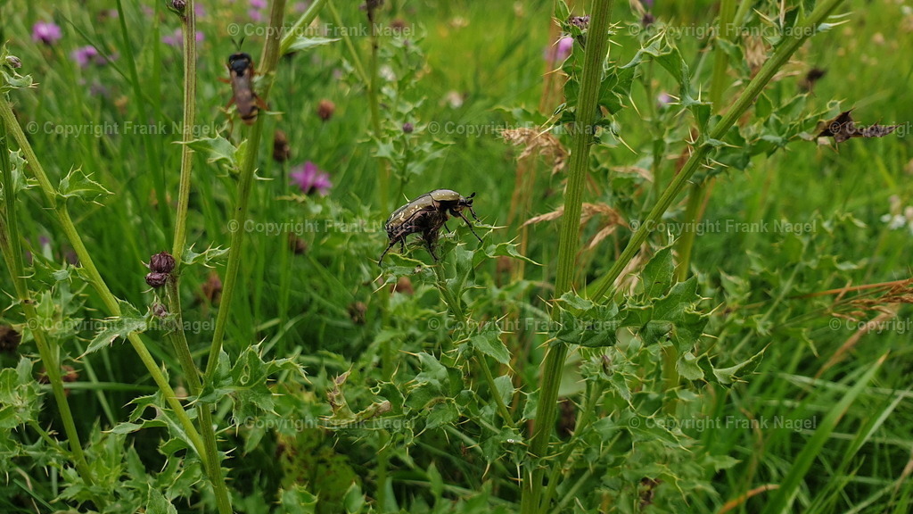 Bronze-grüner Rosenkäfer | Der Bronze Grüne Rosenkäfer ist aufgrund  seiner ökologischen Bedeutung ein wichtiger Bestandteil der europäischen Fauna. Er steht auf der roten Liste der bedrohten Tierarten. Er wurde auf einer Feldwiese am Nonnensee nahe der Stadt Bergen auf Rügen fotografiert - Realisiert mit Pictrs.com