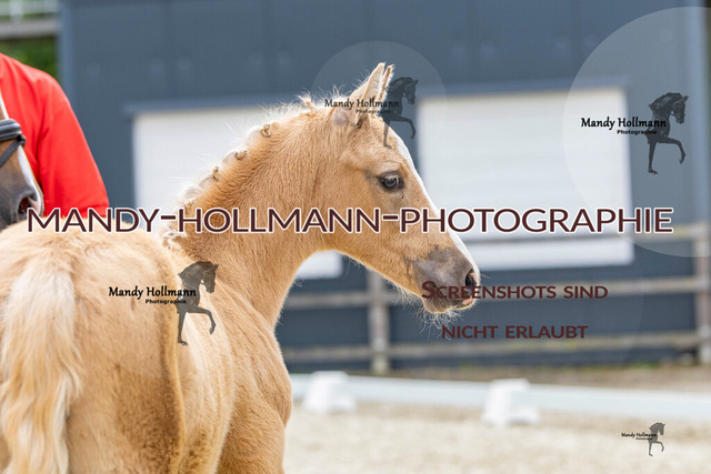 0P2A3007 | mandyhollmannphotographie
