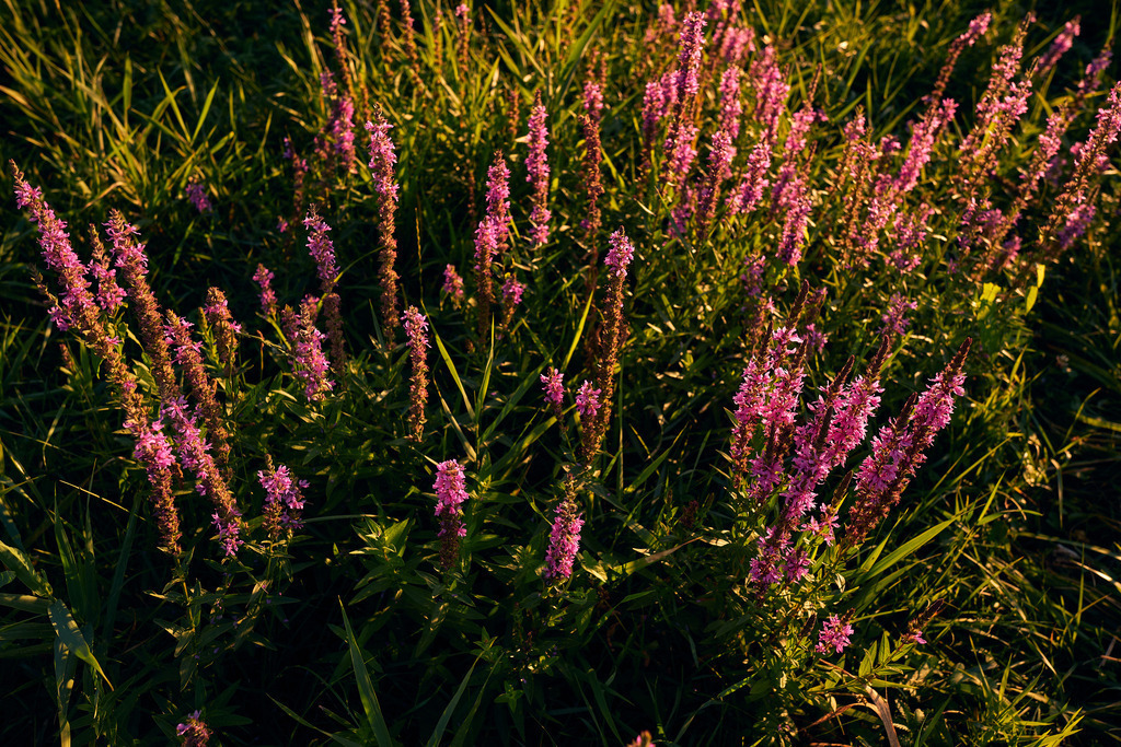 Blutweiderich im Gegenlicht | Rauchwart, Austria - July 30, 2022: Blutweiderich im Gegenlicht. - Realisiert mit Pictrs.com