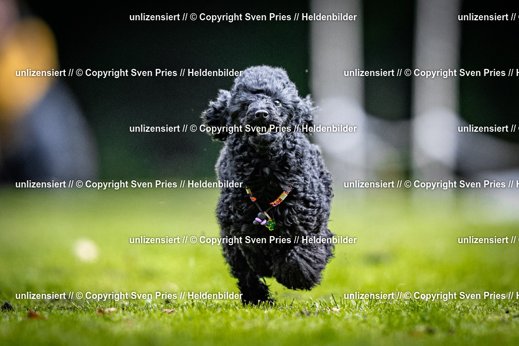 Sven Pries | 2025-10-03 - Hunderennen Obergrombach - Realisiert mit Pictrs.com