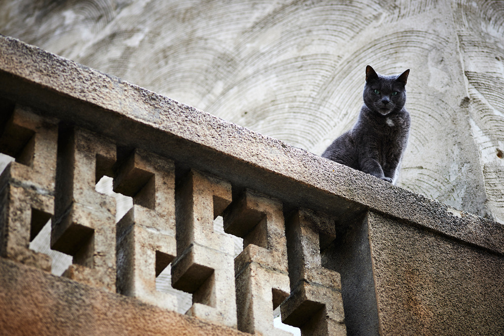 Katze schaut vom Balkongeländer herunter | Alcúdia, Spanien - January 04, 2014: Katze schaut vom Balkongeländer herunter. - Realisiert mit Pictrs.com