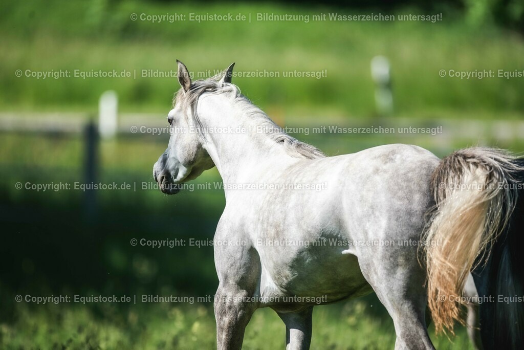 20210617_Araber_Marbach_Koppel_0096 | Foto: Thomas Hartig