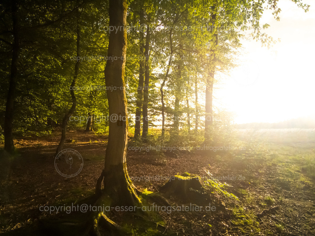 Friedwald D | Lichtschein trifft auf Bäume in einem Friedwald. An einem Baum erkennt man die Namenstafeln von den beerdigten Menschen im Baumgrab. Lichtdurchfluteter Ort des Gedenkens.