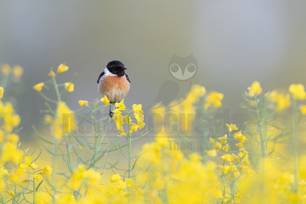 R6M36186_20260507 | Ein männliches Schwarzkehlchen (Saxicola rubicola) sitzt auf einem grünen Stängel inmitten eines blühenden Rapsfeldes. Der Vogel hat einen schwarzen Kopf, einen weißen Halskragen und eine leuchtend orangefarbene Brust, die zum Bauch hin heller wird. Der Hintergrund ist unscharf und zeigt weitere gelbe Rapsblüten und einen hellgrauen Himmel. Das Schwarzkehlchen interagiert mit seiner Umgebung, indem es auf dem Pflanzenstängel sitzt. - Realisiert mit Pictrs.com