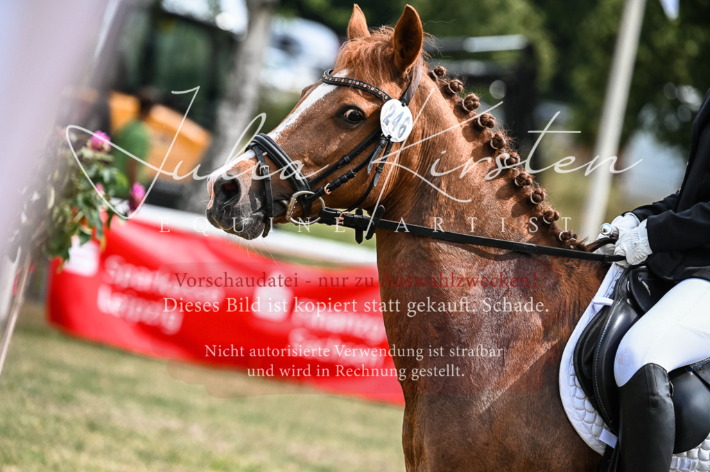 DSC_8567 | Pferde- und Turnierfotografie in Westsachsen. Pferdeportraits, Auftragszeichnungen und intuitive Kunst.