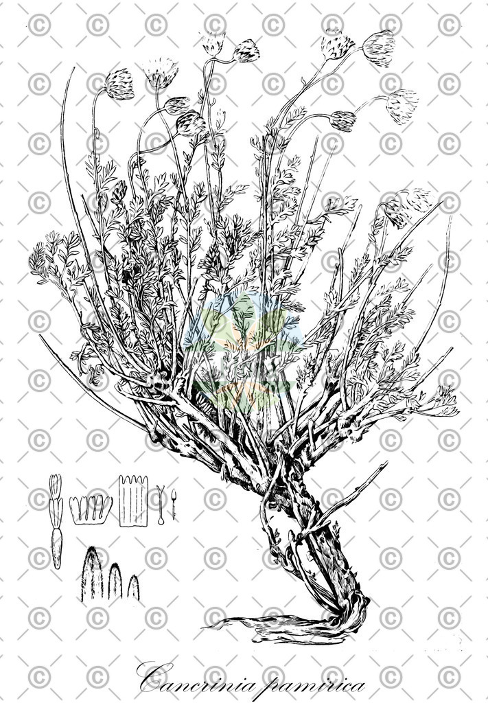 HistAbb_wfo-0001049829_1_ENZY_Simple | Historische Abbildung von Cancrinia pamirica - Asteraceae | Historical Illustration of Cancrinia pamirica - Asteraceae