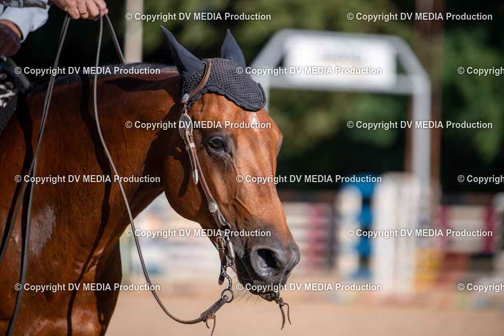 ZS1_0677 | dv-media-shop - Realisiert mit Pictrs.com