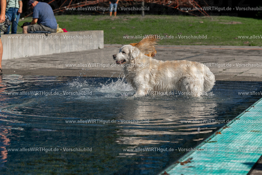 Hundeschwimmen_Volksbad_2026-allesWIRTHgut_Tierfotografie-2609061057-FAY06047 | Professionelle Tierfotografie in Mönchengladbach von Daniel Wirth (allesWIRTHgut). Liebevolle & natürliche Bilder von Hunden & Katzen für unvergessliche Erinnerungen.
