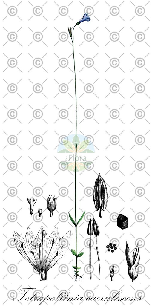 HistAbb_wfo-0001149232_2_ENZY_Simple | Historische Abbildung von Tetrapollinia caerulescens - Gentianaceae | Historical Illustration of Tetrapollinia caerulescens - Gentianaceae