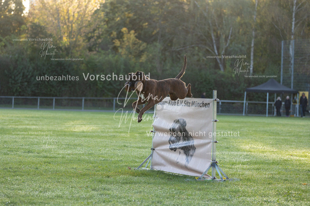 _16A6022 | Einzigartige Fotos von Hunden & Menschen –Actionfotos, Portraits, Vereinsaufnahmen & Paarshootings – authentisch, lebendig & mit Herz.