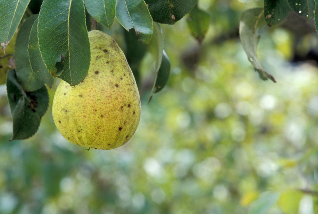 Birne am Ast | Rohrbrunn, Austria - December 09, 2009: Birne am Ast. - Realisiert mit Pictrs.com