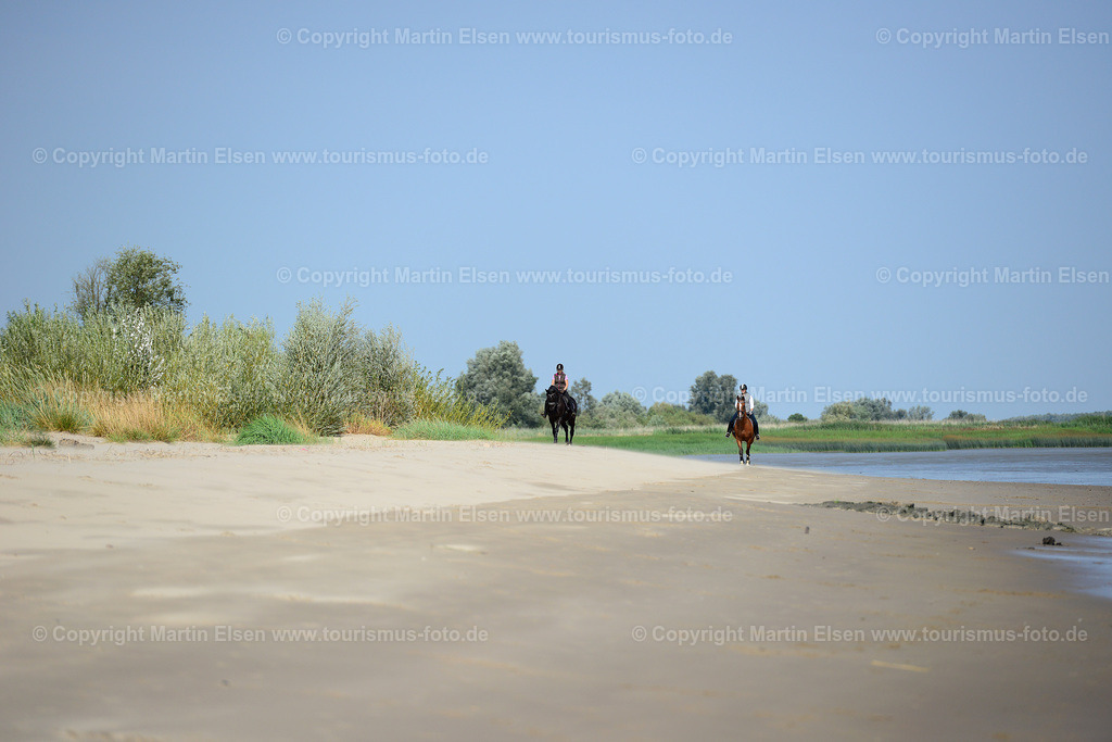 Abbenfleth Pferde_ELS_1035a | Fotos aus den Touristenorten aus Norddeutschland. - Realisiert mit Pictrs.com