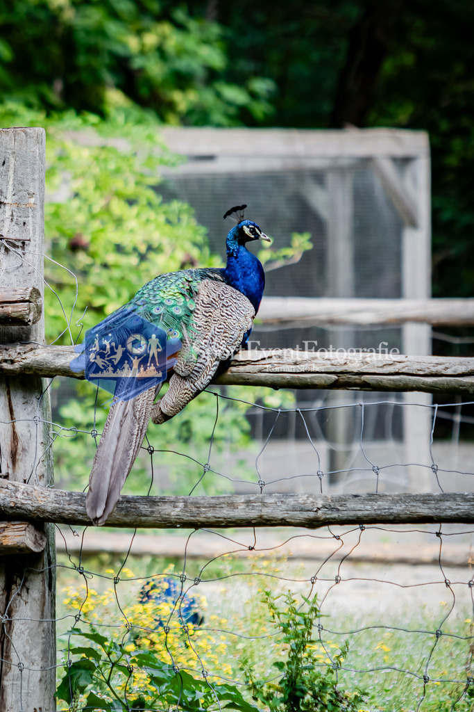 IMG_3617 | SportEventFotografie - Roman Stoiber