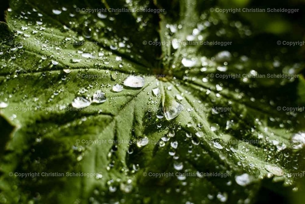 PICTR-A6407736 | Schöne Fotoprints und andere Fotobilderprodukte, frei konfigurierbar - Realisiert mit Pictrs.com