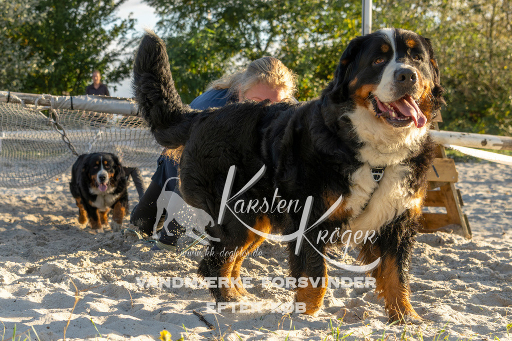 1653_ZZ99953 | kk-dogfotos