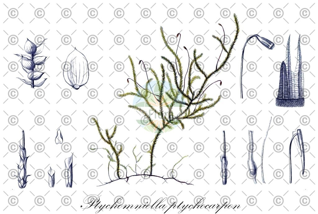 HistAbb_wfo-0001087323_1_ENZY_Simple | Historische Abbildung von Ptychomniella ptychocarpon - Ptychomniaceae | Historical Illustration of Ptychomniella ptychocarpon - Ptychomniaceae
