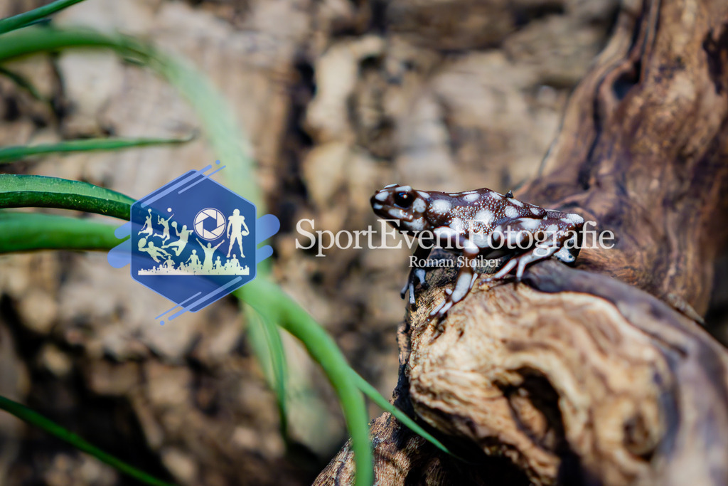 IMG_7667 | SportEventFotografie - Roman Stoiber