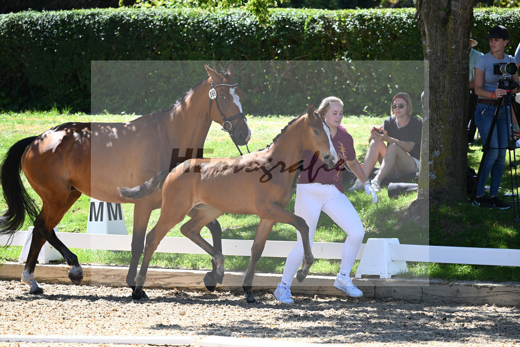 Kat-Nr. 69 SF DSP Va Bene x Castaire_Ketzler_27230734 | hf-fotografie - Realisiert mit Pictrs.com