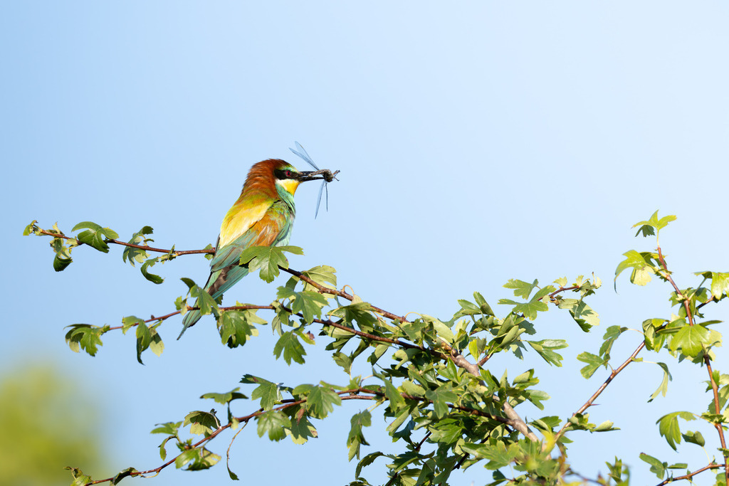 Der Bienenfresser | Der Bienenfresser ist zweifellos einer der auffälligsten und farbenprächtigsten Vögel Europas, der durch sein exotisches Aussehen an Vögel aus tropischen Regionen erinnert. Er gehört zur Familie der Bienenfresser (Meropidae), von denen er die einzige Art ist, die regelmäßig in Europa brütet. - Realisiert mit Pictrs.com