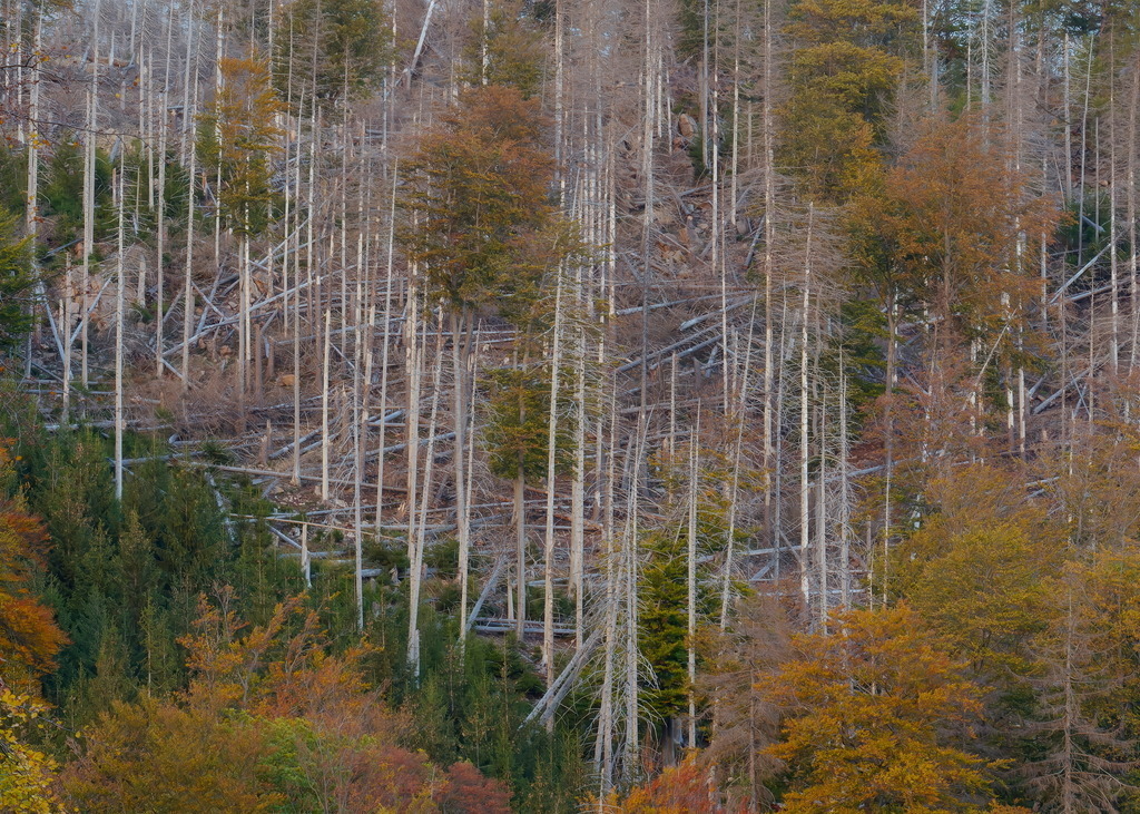 Übereinander krachen sie alle | Hore, wie´s druch die Wälder kracht, es splittern die Säulen. - Realisiert mit Pictrs.com