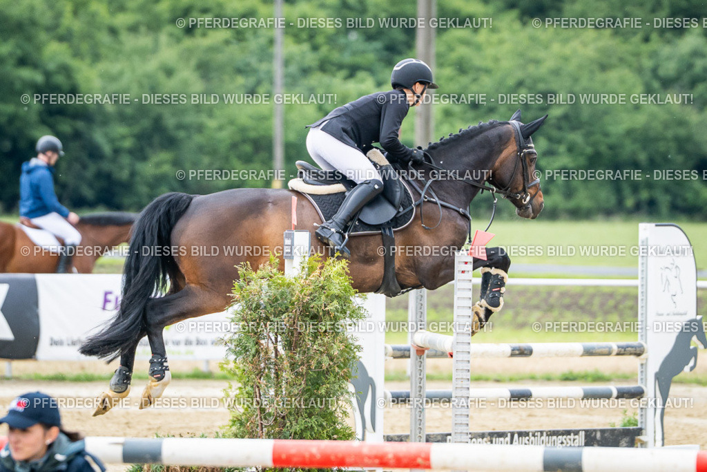 DSC04286 | Pferdegrafie